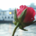 roses-and-barges_2407847823_o.jpg