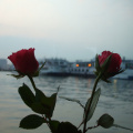 roses-and-barges_2408679760_o.jpg